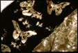 Commercial silk/rayon velvet with burnout; fiber reactive dyes